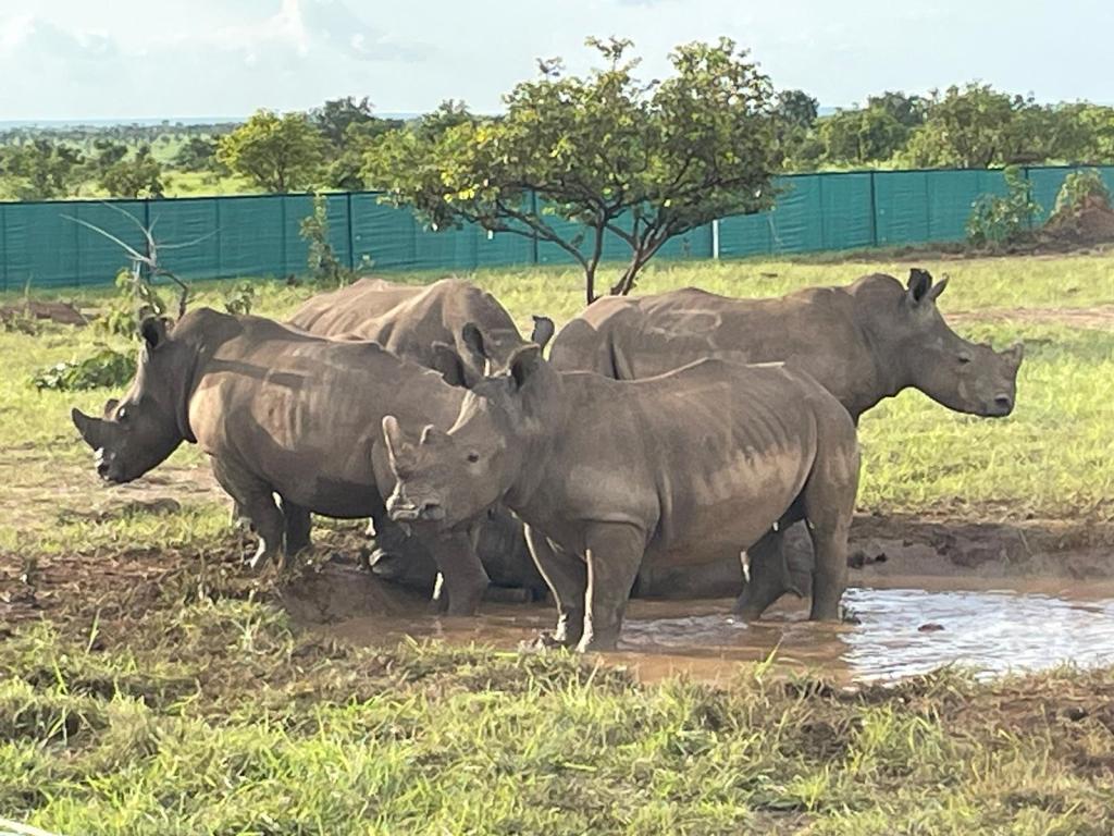 IMG-20250708-WA0070 RDC-Kibali Gold Mine : des investissements majeurs pour l’équilibre des écosystèmes environnementaux