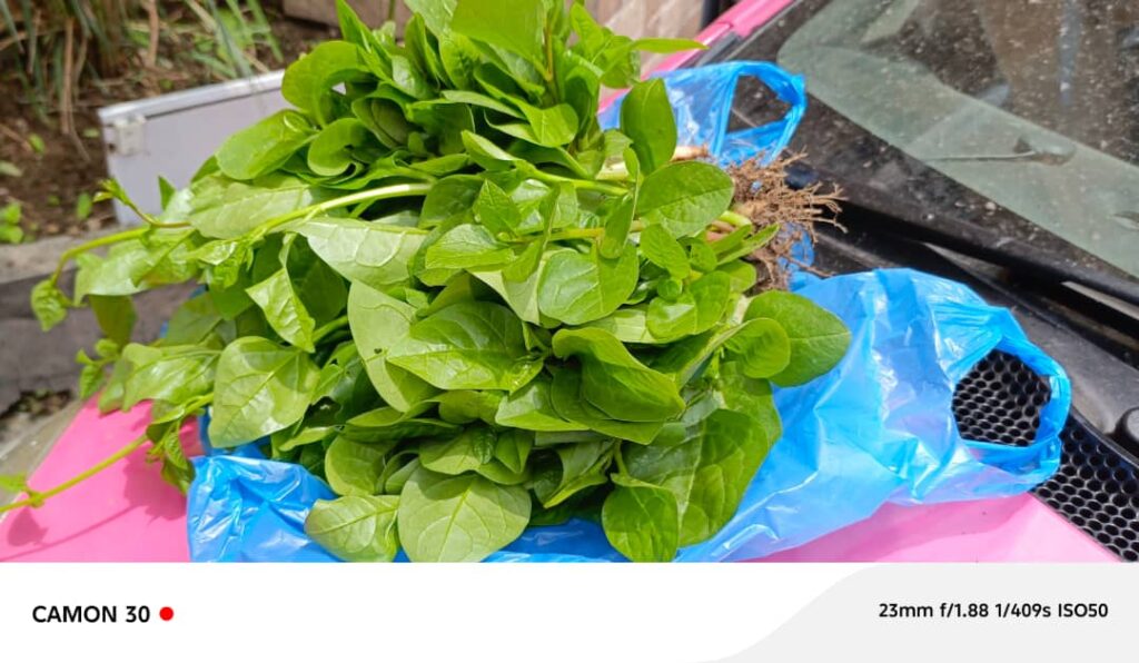 WhatsApp-Image-2025-07-25-a-15.33.56_2005c3f0-1024x596 Les épinards permettent de jouir d'une bonne santé visuelle, cardio-vasculaire et osseuse