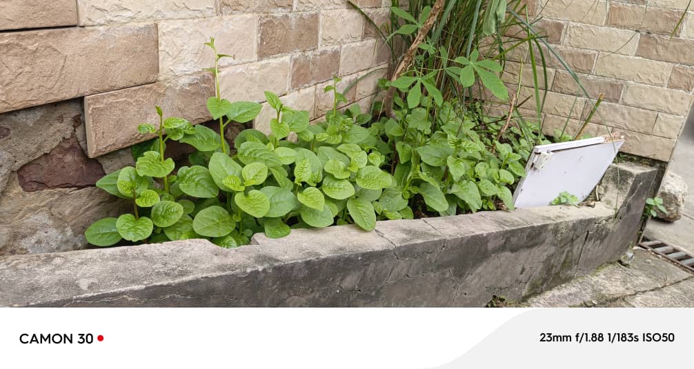 WhatsApp-Image-2025-07-25-a-15.33.56_58294a00 Les épinards permettent de jouir d'une bonne santé visuelle, cardio-vasculaire et osseuse